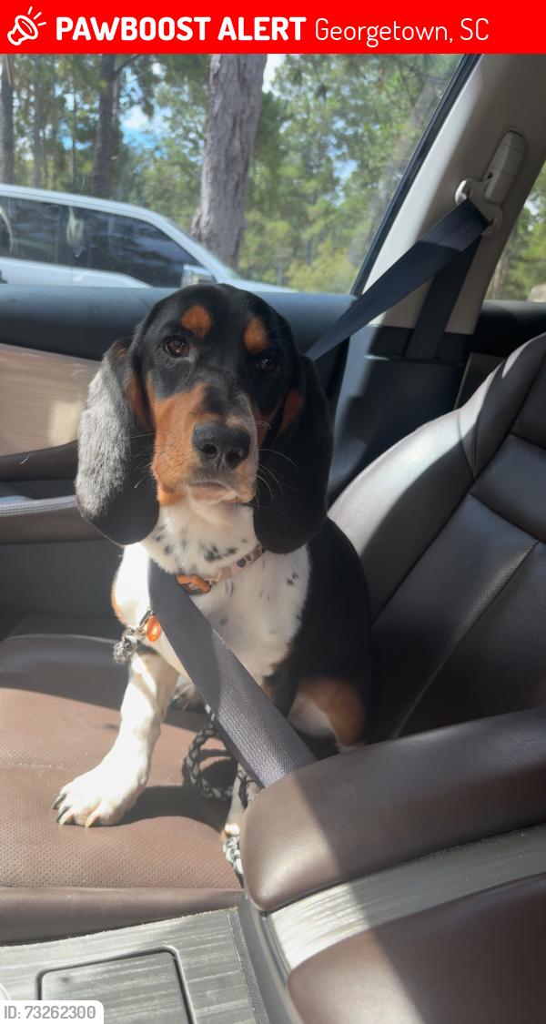 Lost Male Dog last seen Woodland Ave, Georgetown, SC 29440