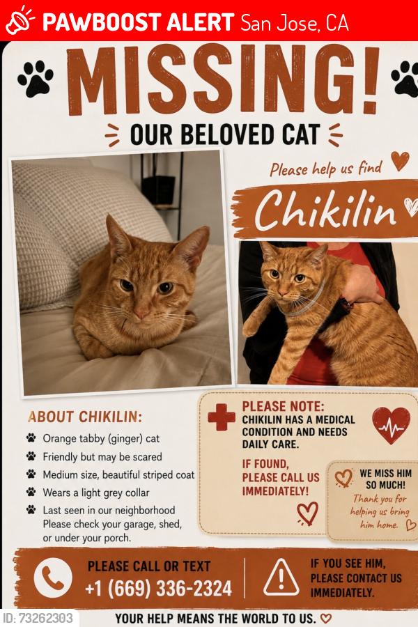 Lost Male Cat last seen Belgravian court, san jose, San Jose, CA 95121