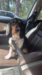 Lost Male Dog last seen Woodland Ave, Georgetown, SC 29440