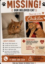 Lost Male Cat last seen Belgravian court, san jose, San Jose, CA 95121