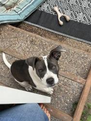 Found/Stray Female Dog last seen Chatham between Bruce and 13th Avenue, Oakland, CA 94602