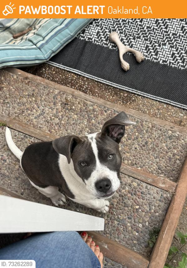 Found/Stray Female Dog last seen Chatham between Bruce and 13th Avenue, Oakland, CA 94602