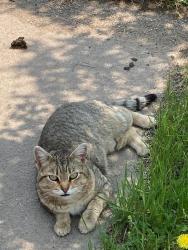 Lost Female Cat last seen Out in the Valley, past Green Meadow, may be near W Loren Rd, Helena, MT 59602
