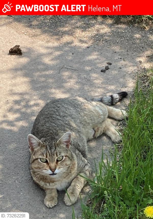 Lost Female Cat last seen Out in the Valley, past Green Meadow, may be near W Loren Rd, Helena, MT 59602