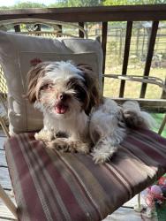 Found/Stray Unknown Dog last seen Matlock and Debbie Lane, Mansfield, TX 76063