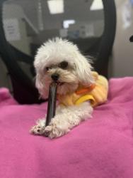 Lost Male Dog last seen old stone hse, Waddell, AZ 85355