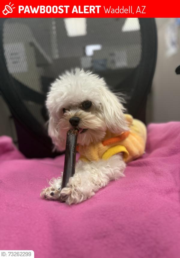 Lost Male Dog last seen old stone hse, Waddell, AZ 85355