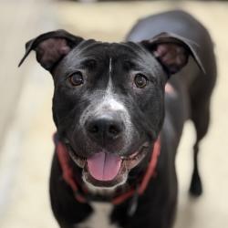 Shelter Stray Female Dog last seen Near Moonlit Way, Folsom, CA, 6201 Florin Perkins Rd, Sacramento, CA 95828, USA