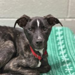 Shelter Stray Male Dog last seen Near Ambassador Dr, Rancho Cordova, CA, 6201 Florin Perkins Rd, Sacramento, CA 95828, USA