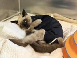 Shelter Stray Male Cat last seen La Riveria Dr at Apartment dr, City of Sacramento, CA, 6201 Florin Perkins Rd, Sacramento, CA 95828, USA