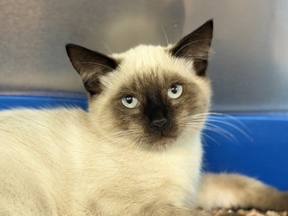 Shelter Stray Male Cat last seen La Riveria Dr at Apartment dr, City of Sacramento, CA, 6201 Florin Perkins Rd, Sacramento, CA 95828, USA