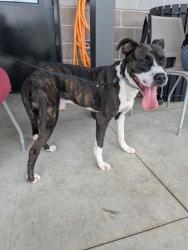 Shelter Stray Male Dog last seen Near Harwell Road NW, Atlanta, GA, 1251 Fulton Industrial Blvd NW, Atlanta, GA 30336, USA