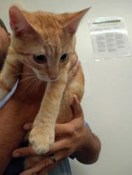 Shelter Stray Male Cat last seen Near Roswell Rd, Atlanta, GA, 1251 Fulton Industrial Blvd NW, Atlanta, GA 30336, USA