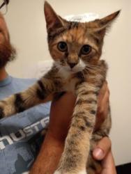 Shelter Stray Female Cat last seen Near Roswell Rd, Atlanta, GA, 1251 Fulton Industrial Blvd NW, Atlanta, GA 30336, USA