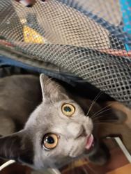 Shelter Stray Male Cat last seen Near Rebecca Dr SW, Other, GA, 1251 Fulton Industrial Blvd NW, Atlanta, GA 30336, USA
