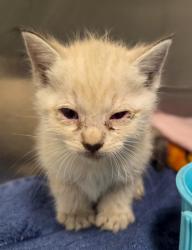 Shelter Stray Female Cat last seen Shaw and Biola, Biola Zone Fresno CO 1A 93606, CA, 1510 W Dan Ronquillo Dr, Fresno, CA 93706, USA