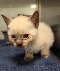 Shelter Stray Female Cat last seen Shaw and Biola, Biola Zone Fresno CO 1A 93606, CA, 1510 W Dan Ronquillo Dr, Fresno, CA 93706, USA