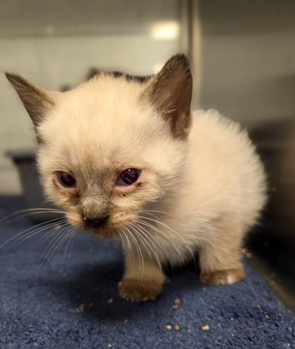 Shelter Stray Female Cat last seen Shaw and Biola, Biola Zone Fresno CO 1A 93606, CA, 1510 W Dan Ronquillo Dr, Fresno, CA 93706, USA