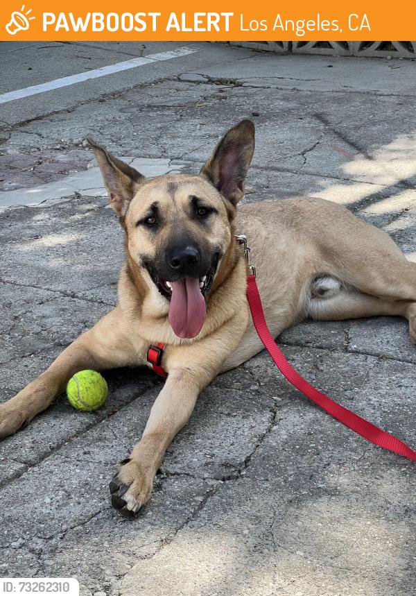Found/Stray Male Dog last seen Echo Park, Los Angeles, CA 90026