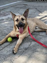 Found/Stray Male Dog last seen Echo Park, Los Angeles, CA 90026