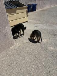 Found/Stray Unknown Dog last seen 12th St/Griegos, Albuquerque, NM 87107