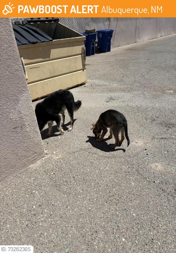 Found/Stray Unknown Dog last seen 12th St/Griegos, Albuquerque, NM 87107