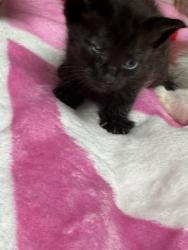 Shelter Stray Unknown Cat last seen Near Chamblee Tucker Road, Chamblee, GA, 30341, 30341, GA, 3280 Chamblee Dunwoody Rd, Chamblee, GA 30341, USA