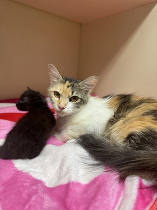 Shelter Stray Unknown Cat last seen Near Chamblee Tucker Road, Chamblee, GA, 30341, 30341, GA, 3280 Chamblee Dunwoody Rd, Chamblee, GA 30341, USA