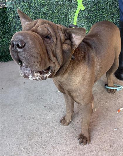 Shelter Stray Male Dog last seen NORTH LOOP / NICHOLS RD, CITY of El Paso, TX, 5001 Fred Wilson Ave, El Paso, TX 79906, USA