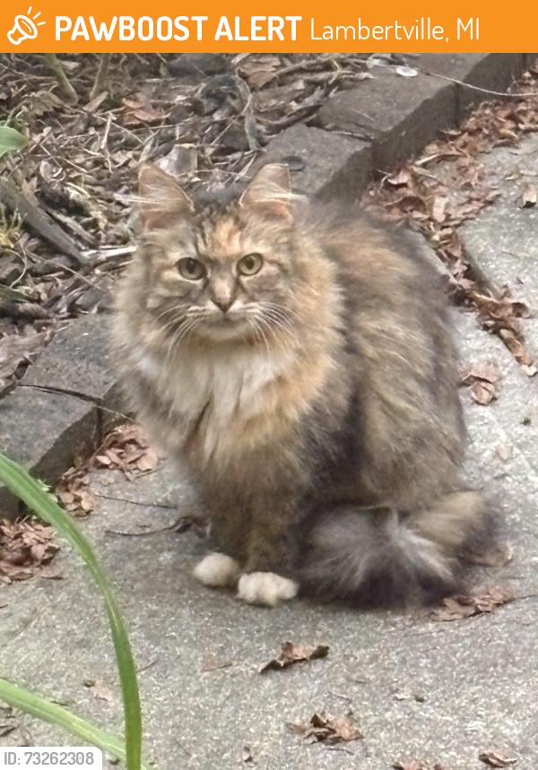 Found/Stray Unknown Cat last seen Smith Road in Captiva subdivision, Lambertville, MI 48144
