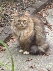 Found/Stray Unknown Cat last seen Smith Road in Captiva subdivision, Lambertville, MI 48144