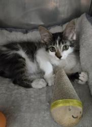 Shelter Stray Female Cat last seen Jonestown Road Dover, Dover, NC, 1639 Old Airport Rd, New Bern, NC 28562, USA