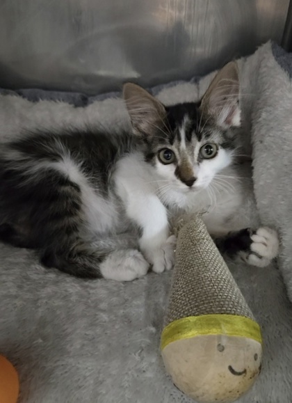 Shelter Stray Female Cat last seen Jonestown Road Dover, Dover, NC, 1639 Old Airport Rd, New Bern, NC 28562, USA