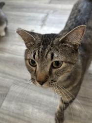 Reunited Male Cat last seen Near 11th Ave, San Diego, CA 92101, USA, San Diego, CA 92101
