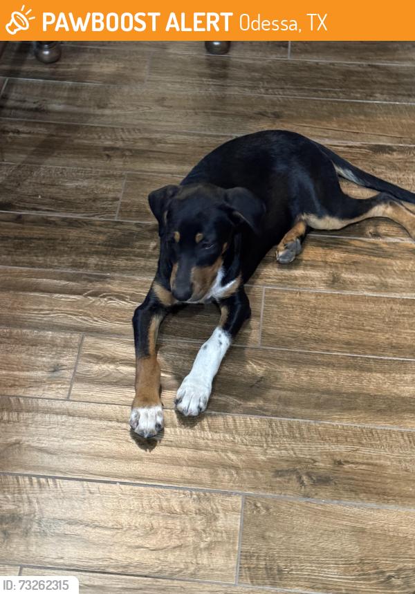 Found/Stray Male Dog last seen Stoney Ridge & Shiloh, Odessa, TX 79762
