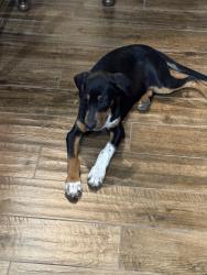 Found/Stray Male Dog last seen Stoney Ridge & Shiloh, Odessa, TX 79762