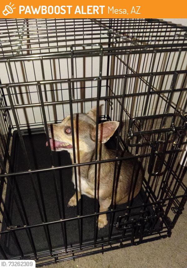 Found/Stray Female Dog last seen Near the cemetery, Mesa, AZ 85207