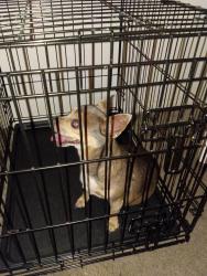 Found/Stray Female Dog last seen Near the cemetery, Mesa, AZ 85207