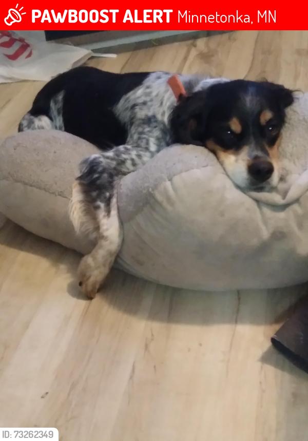 Lost Male Dog last seen Saint marys pl minnetonka mn 55345, Minnetonka, MN 55345