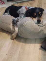 Lost Male Dog last seen Saint marys pl minnetonka mn 55345, Minnetonka, MN 55345