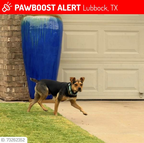 Lost Male Dog last seen 112th and Chicago, Lubbock, TX 79424