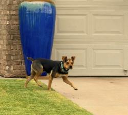 Lost Male Dog last seen 112th and Chicago, Lubbock, TX 79424