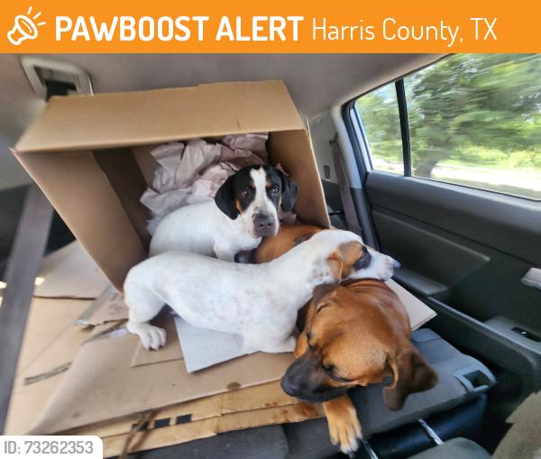 Found/Stray Unknown Dog last seen S. Wimbledon Dr & Newbury Dr, Harris County, TX 77449
