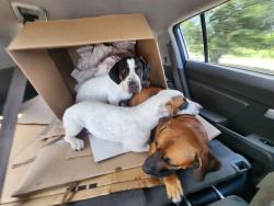 Found/Stray Unknown Dog last seen S. Wimbledon Dr & Newbury Dr, Harris County, TX 77449
