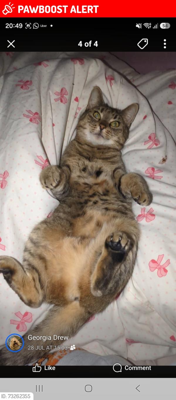 Lost Female Cat last seen Cavi, Swindon, England SN3 2PA