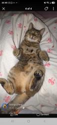 Lost Female Cat last seen Cavi, Swindon, England SN3 2PA