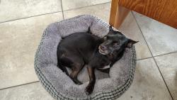 Found/Stray Female Dog last seen SILVER BEACH & OLD DIXIE HIGHWAY, Lake Park, FL 33403