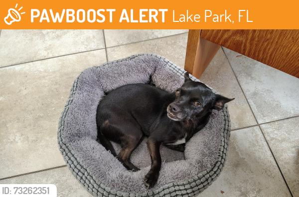 Found/Stray Female Dog last seen SILVER BEACH & OLD DIXIE HIGHWAY, Lake Park, FL 33403