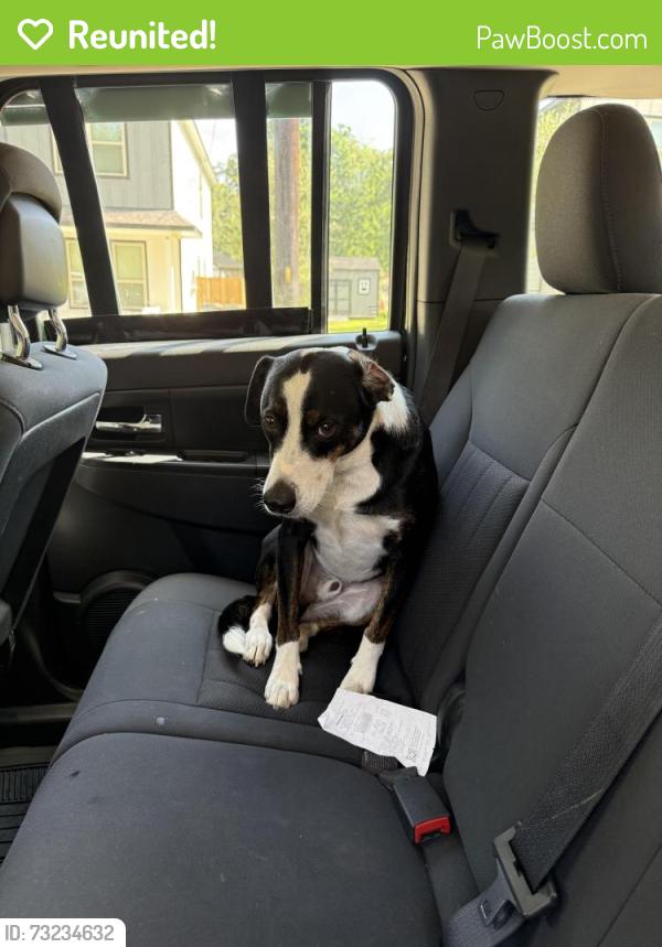 Reunited Male Dog last seen Near cvs/starbucks on 105 west, Conroe, TX 77316