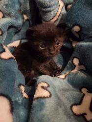 Shelter Stray Male Cat last seen Halsey, OR, 1700 W Historic Columbia River Hwy, Troutdale, OR 97060, USA
